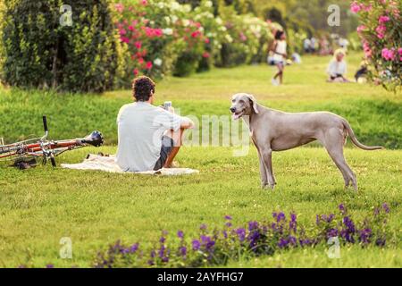 dog and young man relaxing in a park Stock Photo