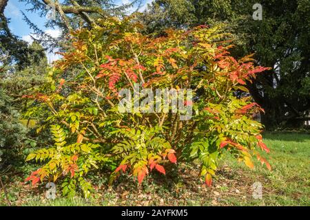 Mahonia bush flowering in February with colourful red leaves, UK Stock Photo