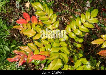 Mahonia bush flowering in February with colourful red leaves, UK Stock Photo