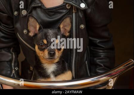 Chihuahua black, brown and white. Pet.dog poses, a series of photos with a chihuahua. Mini breed Chihuahua Smooth Shorthair. Mini breed chihuahua Stock Photo