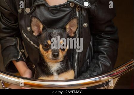 Chihuahua black, brown and white. Pet.dog poses, a series of photos with a chihuahua. Mini breed Chihuahua Smooth Shorthair. Mini breed chihuahua Stock Photo