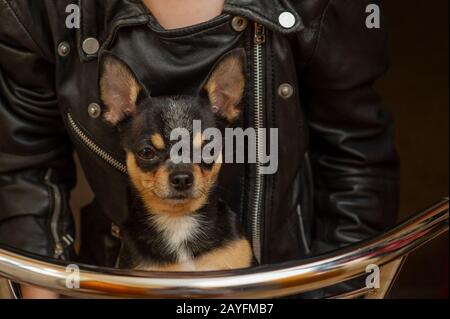 Chihuahua black, brown and white. Pet.dog poses, a series of photos with a chihuahua. Mini breed Chihuahua Smooth Shorthair. Mini breed chihuahua Stock Photo