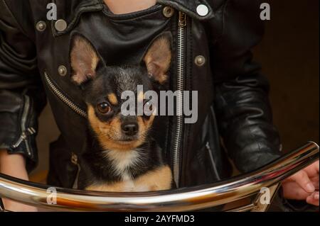 Chihuahua black, brown and white. Pet.dog poses, a series of photos with a chihuahua. Mini breed Chihuahua Smooth Shorthair. Mini breed chihuahua Stock Photo