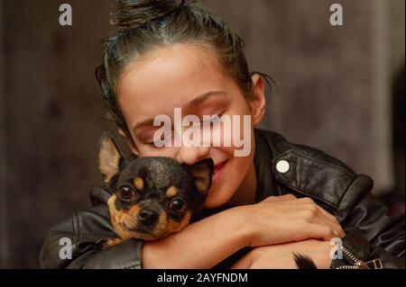 Chihuahua black, brown and white. Pet.dog poses, a series of photos with a chihuahua. Mini breed Chihuahua Smooth Shorthair. Mini breed chihuahua. Gir Stock Photo