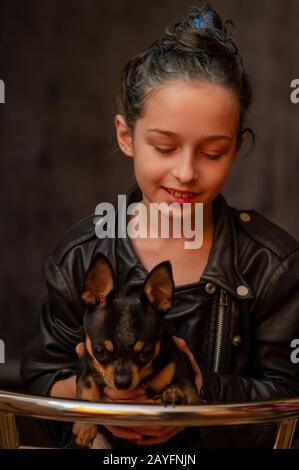 Chihuahua black, brown and white. Pet.dog poses, a series of photos with a chihuahua. Mini breed Chihuahua Smooth Shorthair. Mini breed chihuahua. Gir Stock Photo