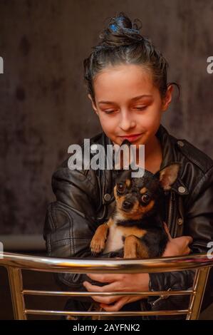 Chihuahua black, brown and white. Pet.dog poses, a series of photos with a chihuahua. Mini breed Chihuahua Smooth Shorthair. Mini breed chihuahua. Gir Stock Photo