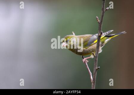 Greenfinch Caruelis chloris (Fringillidae) perching on a twig with out of focus backgeound, Northamptonshire, Engloand UK. Stock Photo