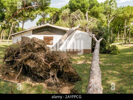 A Large Pine Tree Falls On A Roof Of A Small Private House Storm And Natural Disaster Concept Stock Photo Alamy
