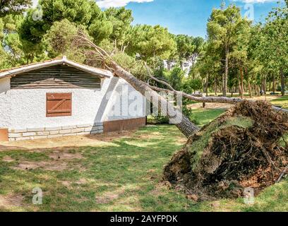 A Large Pine Tree Falls On A Roof Of A Small Private House Storm And Natural Disaster Concept Stock Photo Alamy