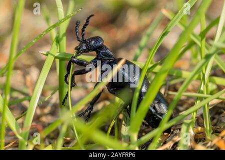 Oil beetle, Black oil beetle (Meloe proscarabaeus), feeds a small blade of grass, Germany, Bavaria, Niederbayern, Lower Bavaria Stock Photo