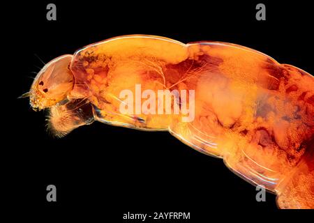 nonbiting midges and gnats (Chironomidae), larve in light microscopie, Germany Stock Photo