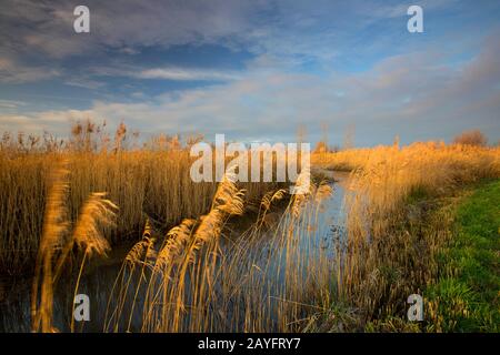 reed grass, common reed (Phragmites communis, Phragmites australis), nature reserve de Blankaart in winter, Belgium, West Flanders, Woumen, Blankaart Stock Photo