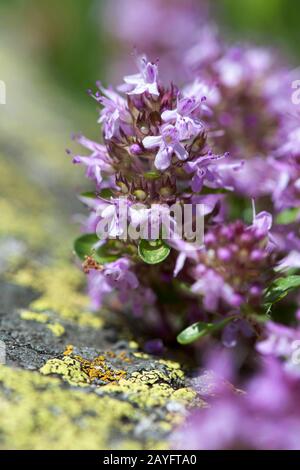 wild thyme (Thymus polytrichus), blooming, Switzerland, Furkapass Stock Photo