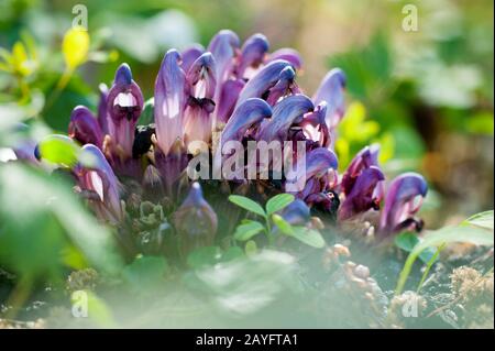 Purple Toothwort, Hidden toothwort (Lathraea clandestina, Clandestina purpurea, Clandestina penduliflora), blooming Stock Photo