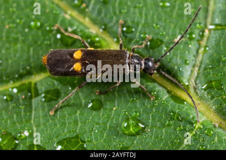 soldier beetle (Malthodes marginatus), on a leaf with water drops, Germany Stock Photo