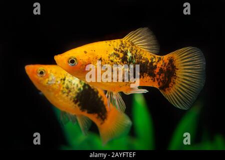 southern platyfish (Xiphophorus maculatus), breed Tuxedo White Red