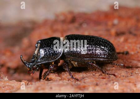 rhinoceros beetle, small European rhinoceros beetle (Sinodendron cylindricum), male, close-up, Germany Stock Photo