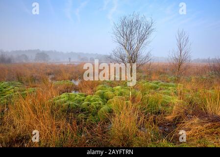 morning mood at Haaksbergerveen with moospads, Netherlands, Overijssel, Haaksbergen Stock Photo