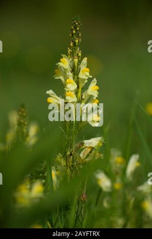 common toadflax, yellow toadflax, ramsted, butter and eggs (Linaria vulgaris), blooming, Germany Stock Photo