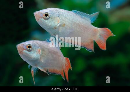 paradise fish, paradisefish, paradise gourami (Macropodus opercularis), swimming Stock Photo