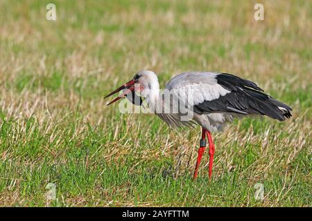white stork (Ciconia ciconia), feeds mole in a meadow, Netherlands