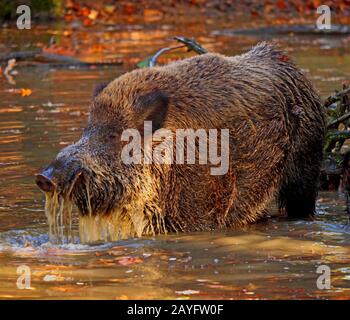 wild boar, pig, wild boar (Sus scrofa), tusker stands in water, Germany, Saxony Stock Photo