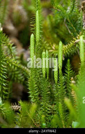 Stiff clubmoss, Stiff ground-pine (Lycopodium annotinum), with sporangia, Germany, Wimbachtal Stock Photo
