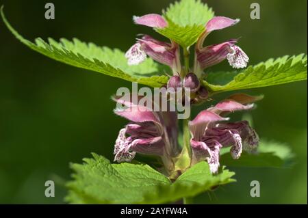 Large Red Dead-Nettle, Large Red Deadnettle (Lamium orvala), blooming, Germany Stock Photo