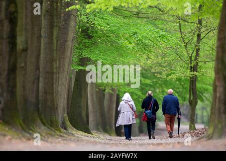 common beech (Fagus sylvatica), strollers in forest, Belgium, Ardennes, Luik Stock Photo