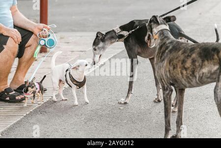 The dogs met on the street and sniff each other Stock Photo