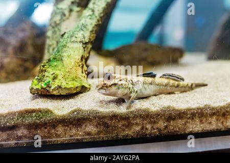 Unusual fish mudskipper or Periophthalmus barbarus in aquarium Stock Photo