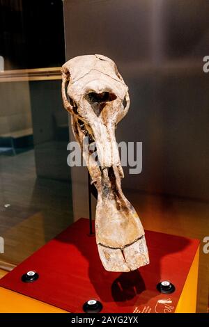 28 JULY 2018, BARCELONA, SPAIN: mammoth bone in museum Stock Photo