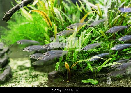 Unusual Glass catfish or ryptopterus vitreolus in aquarium Stock Photo