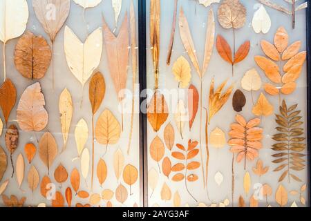 28 JULY 2018, BARCELONA, SPAIN: Big herbarium on the wall Stock Photo