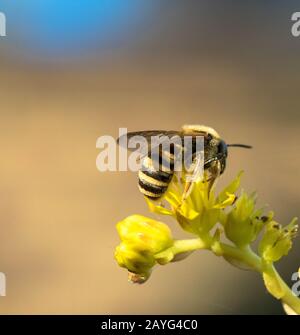 wasp sits on a flower Stock Photo