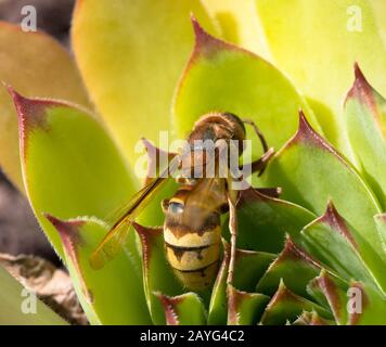 wasp sits on a flower Stock Photo