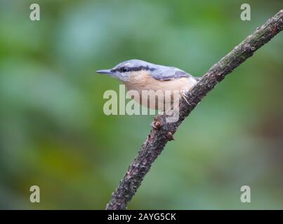 Nuthatch perched on branch. Stock Photo