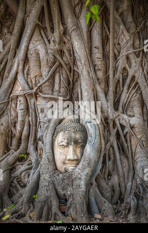 Buddha head trapped in bodhy tree roots in Wat Mahathat Temple, Ayutthaya.  Bangkok province, Thailand Stock Photo