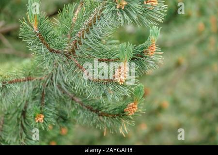 Young shoots of pine in early spring. Stock Photo