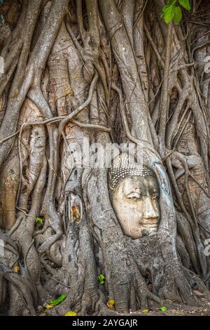 Buddha head trapped in bodhy tree roots in Wat Mahathat Temple, Ayutthaya.  Bangkok province, Thailand Stock Photo