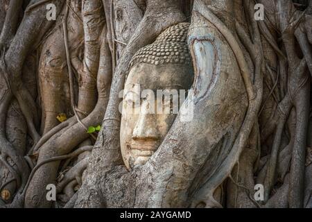 Buddha head trapped in bodhy tree roots in Wat Mahathat Temple, Ayutthaya.  Bangkok province, Thailand Stock Photo