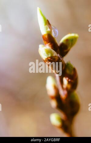 Green buds on branches in spring. Nature and blooming in spring time. Bokeh background. Soft focus. Selective focus. Stock Photo