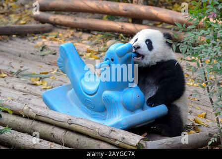 Baby Giant Panda near Chengdu, Sichuan Province, China Stock Photo