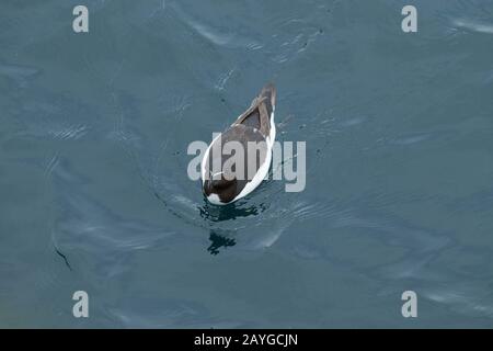 Razorbill Alca torda, adult, swimming on sea, Skomer, Pembrokeshire, Wales, UK, June Stock Photo