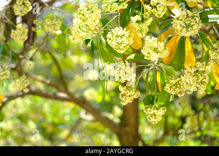 Leaves and flower background of Alstonia scholaris tree Stock Photo