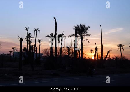 Sunset between the desert palm trees. Marrakech is a tale of Arabian nights! Stock Photo