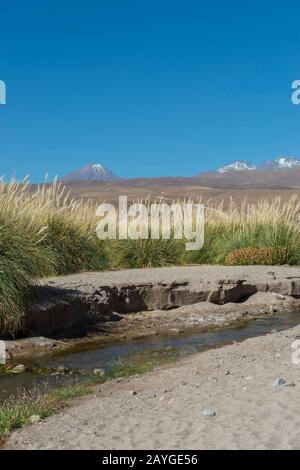 Pampas grass growing along Guatin creek in the Atacama Desert near San Pedro de Atacama, northern Chile. Stock Photo