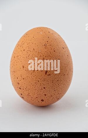 A single chicken egg on a white background Stock Photo