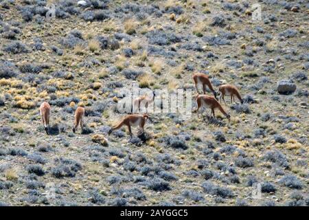 View of Guanacos (Lama guanicoe) in the Santa Cruz river valley from highway 40 near El Calafate in Patagonia, Argentina. Stock Photo