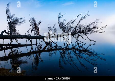 A fallen tree is suspended above and reflected in the calm surface of the LaHave River in Nova Scotia. Stock Photo